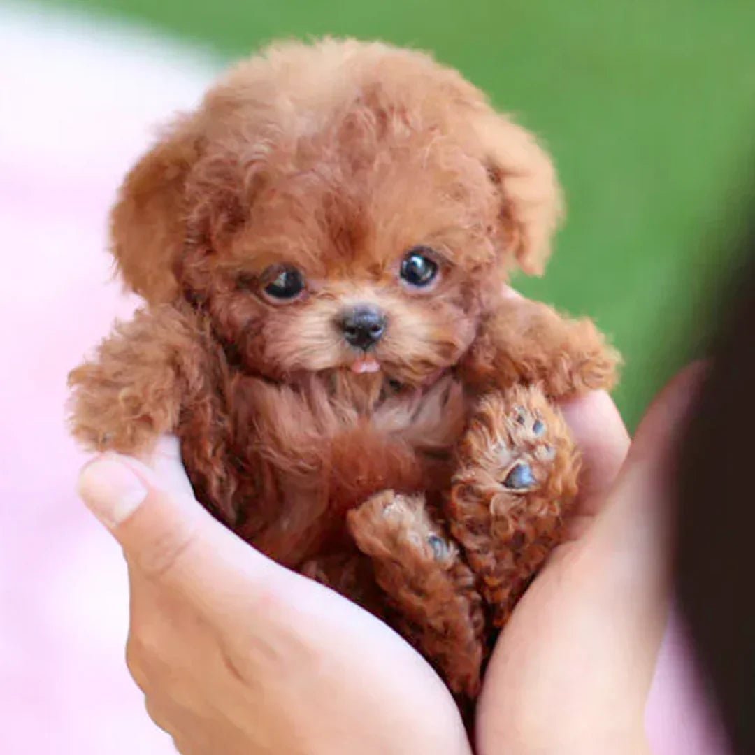 🔥2025 New Year Sale 49% OFF - The Most Realistic Robot Puppy Ever!