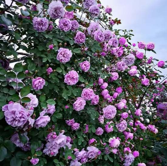 🌸[7 days germination]💐Beautiful Climbing Rose Seeds