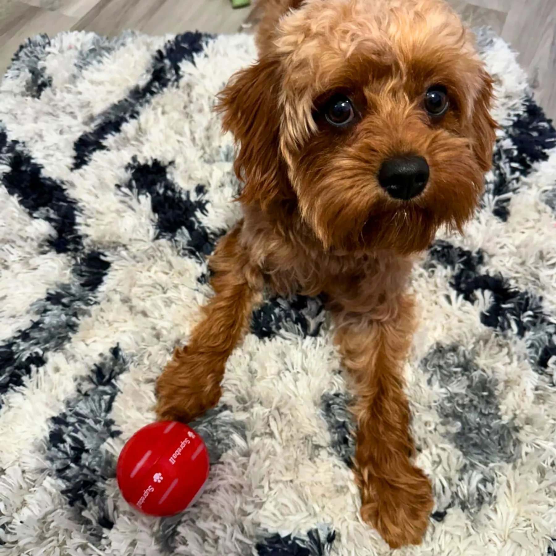 🔥LAST DAY SALE 50% OFF - Interactive Dog Toys Dog Ball