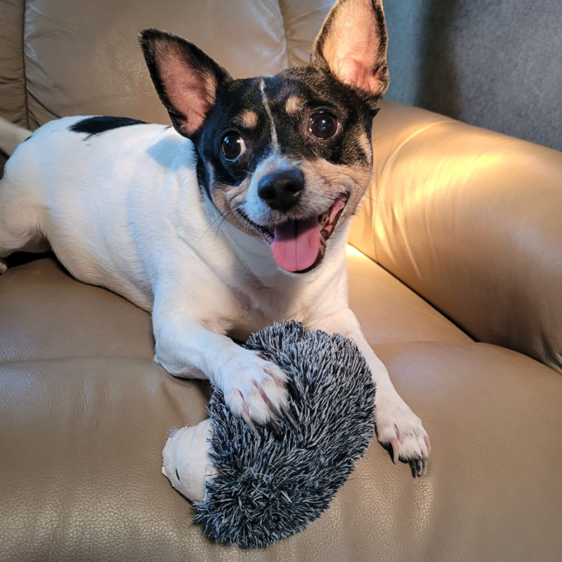 Hedgehog™
