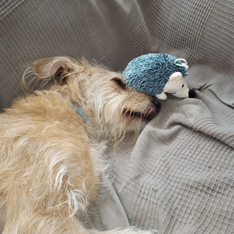 Hedgehog™