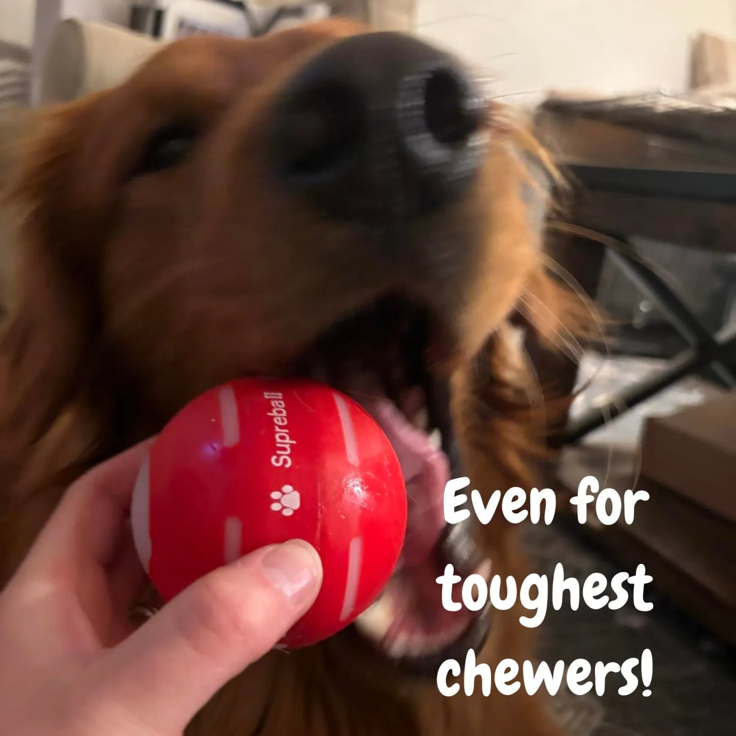 🔥LAST DAY SALE 50% OFF - Interactive Dog Toys Dog Ball