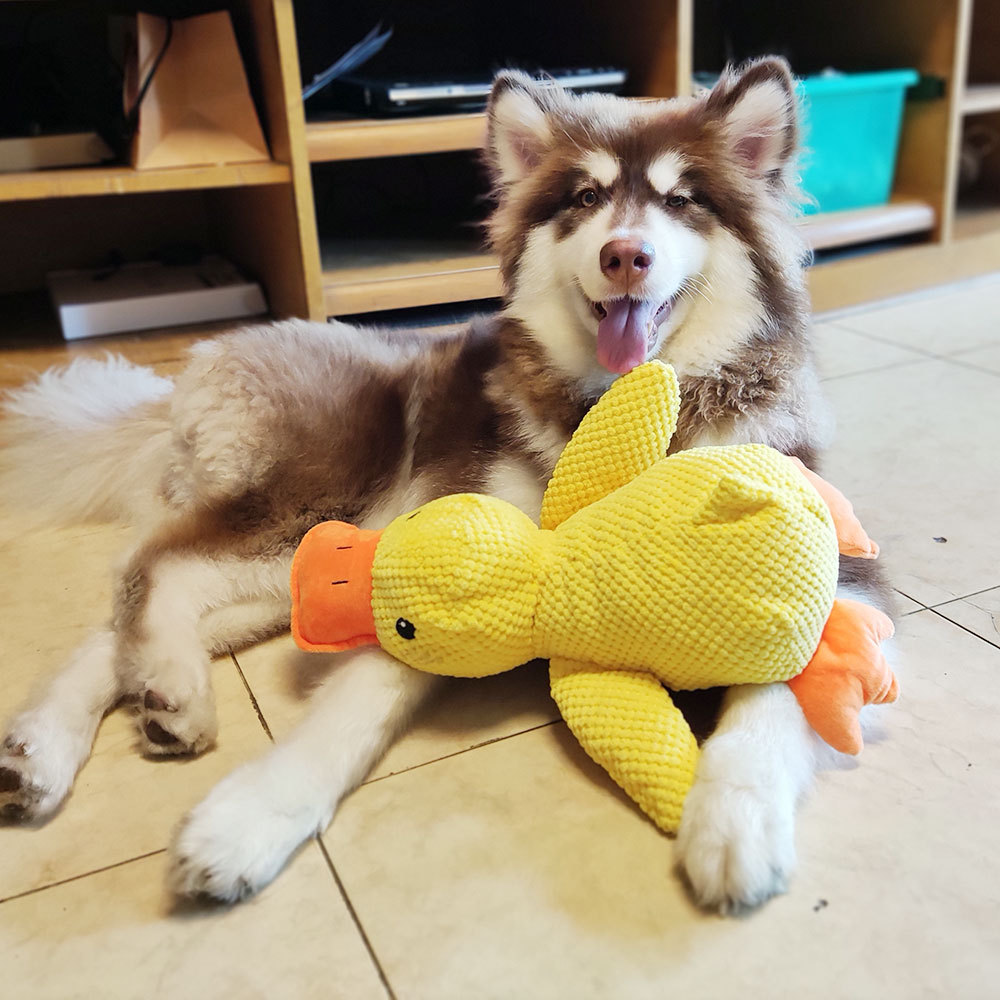ChargeDuck™