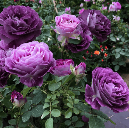 🌸[7 days germination]💐Beautiful Climbing Rose Seeds