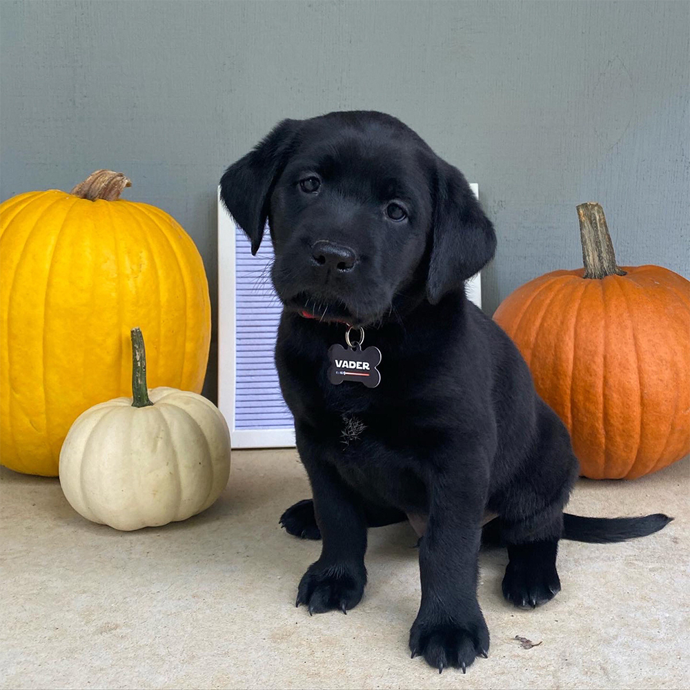 Personalized Pet Bone ID Tag | BKPet168