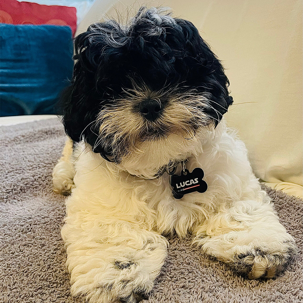 Personalized Pet Bone ID Tag | BKPet168