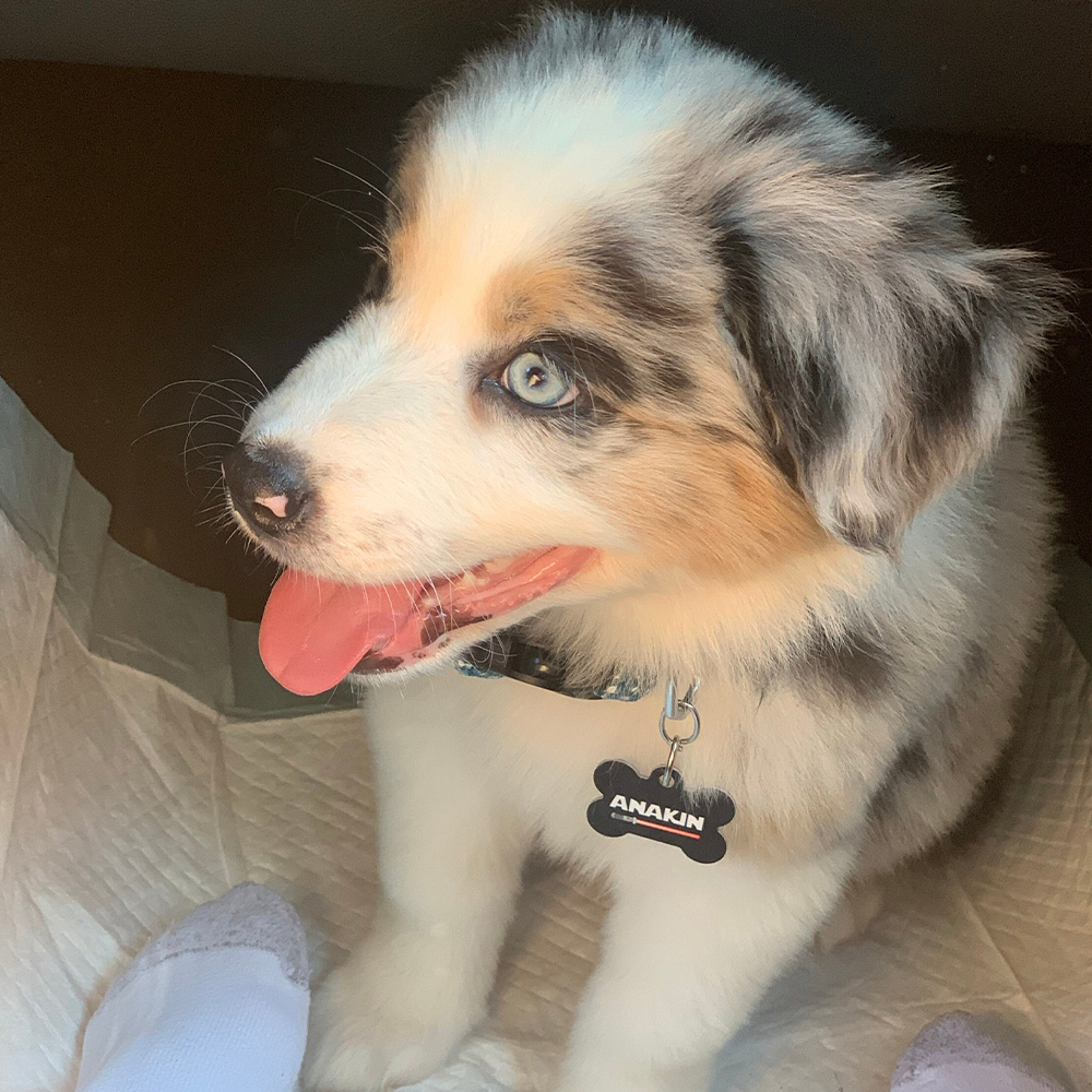 Personalized Pet Bone ID Tag | BKPet168