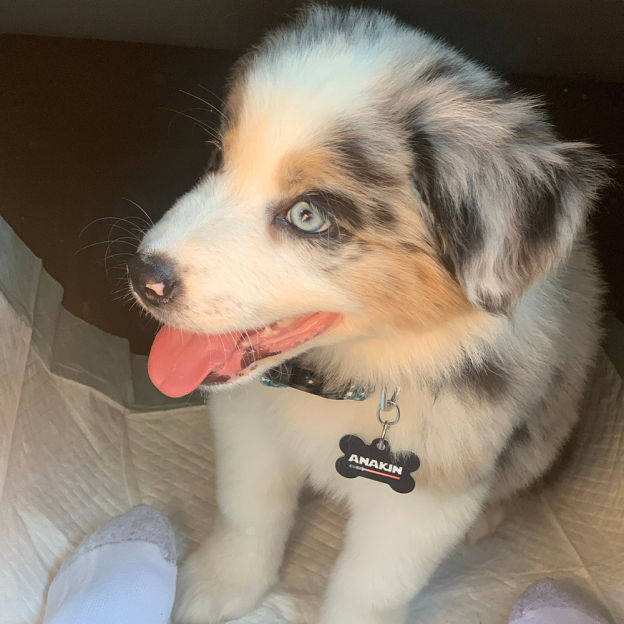 Personalized Pet Bone ID Tag | BKPet168