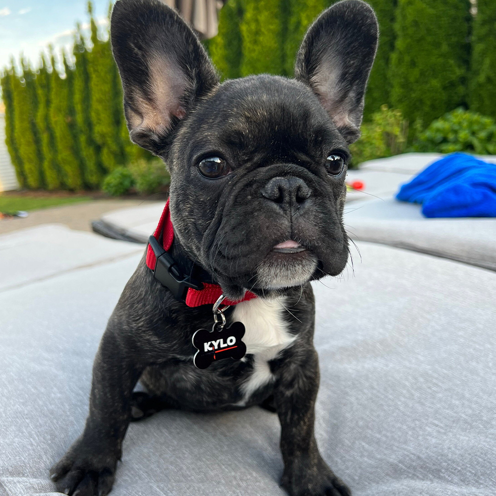 Personalized Pet Bone ID Tag | BKPet168