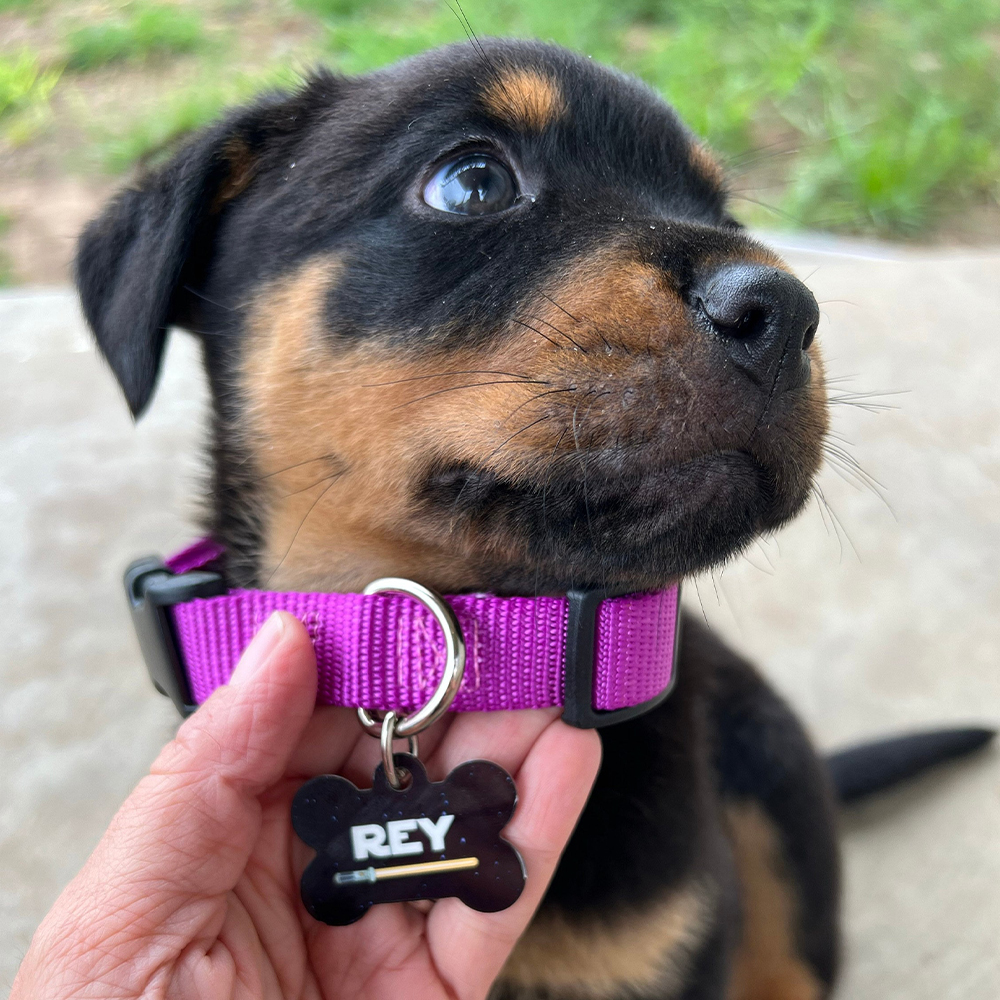 Personalized Pet Bone ID Tag | BKPet168