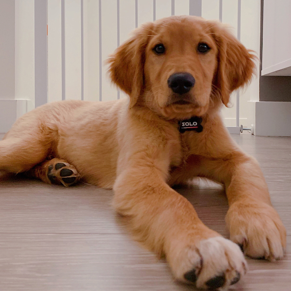 Personalized Pet Bone ID Tag | BKPet168