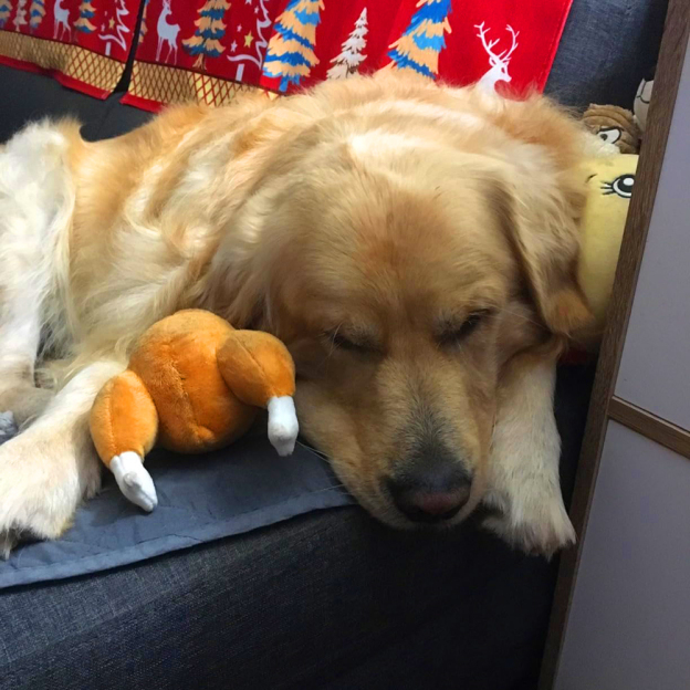 Personalized Funny Roast Chicken Pet Squeaky Toy | BKPet313