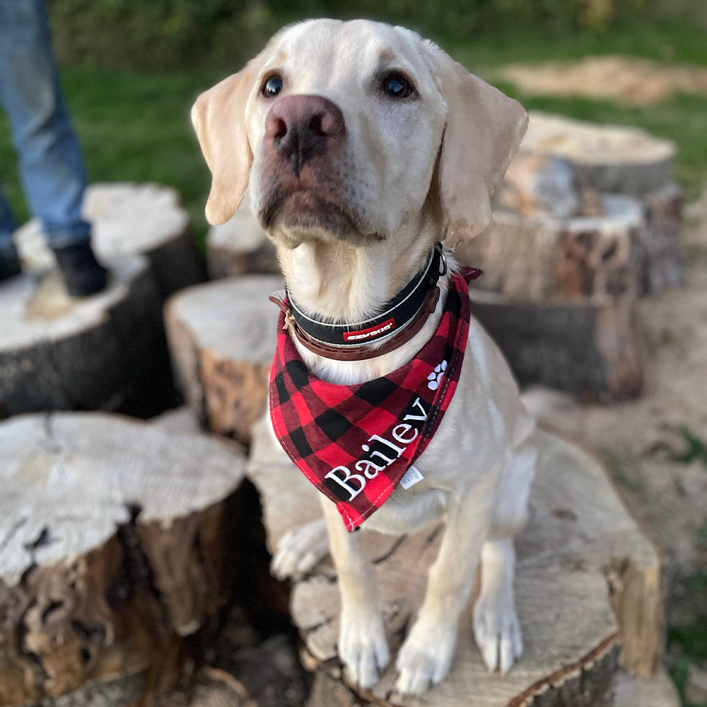 Personalized Embroidered Dog Bandana for Comfort & Unique | BKPet164