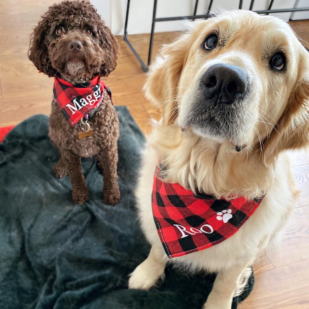 Personalized Embroidered Dog Bandana for Comfort & Unique | BKPet164