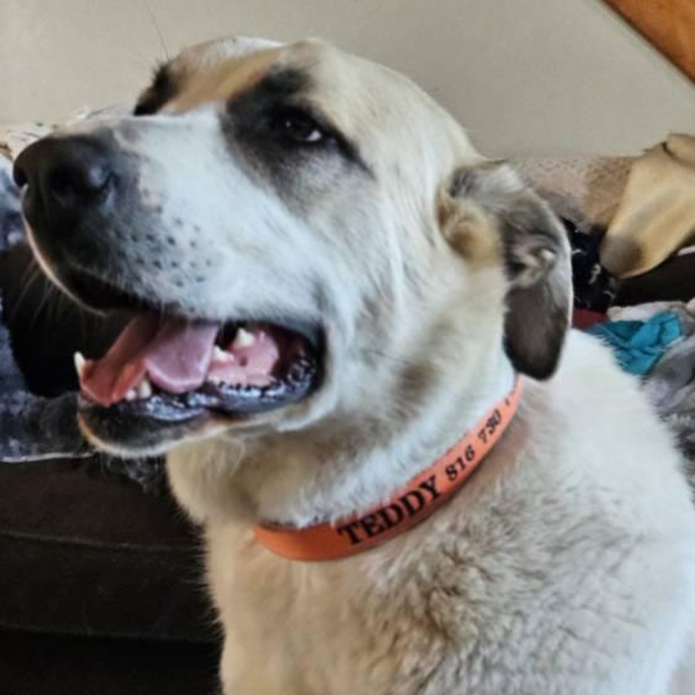 Personalized Embroidered Dog Collar & Leash Set | BKPet434