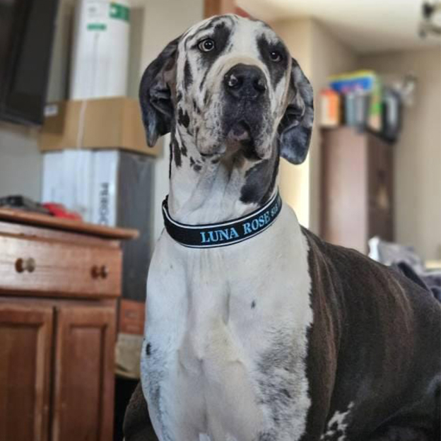 Personalized Embroidered Dog Collar & Leash Set | BKPet434