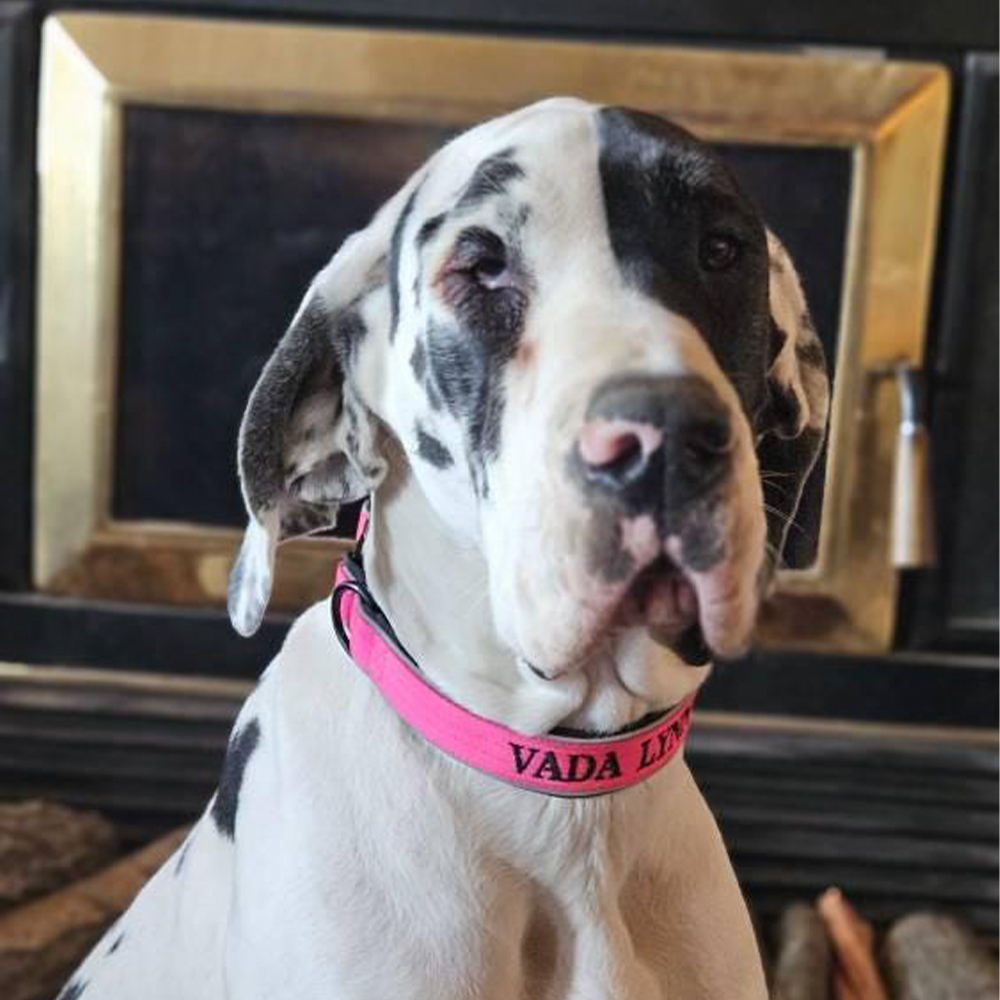 Personalized Embroidered Dog Collar & Leash Set | BKPet434