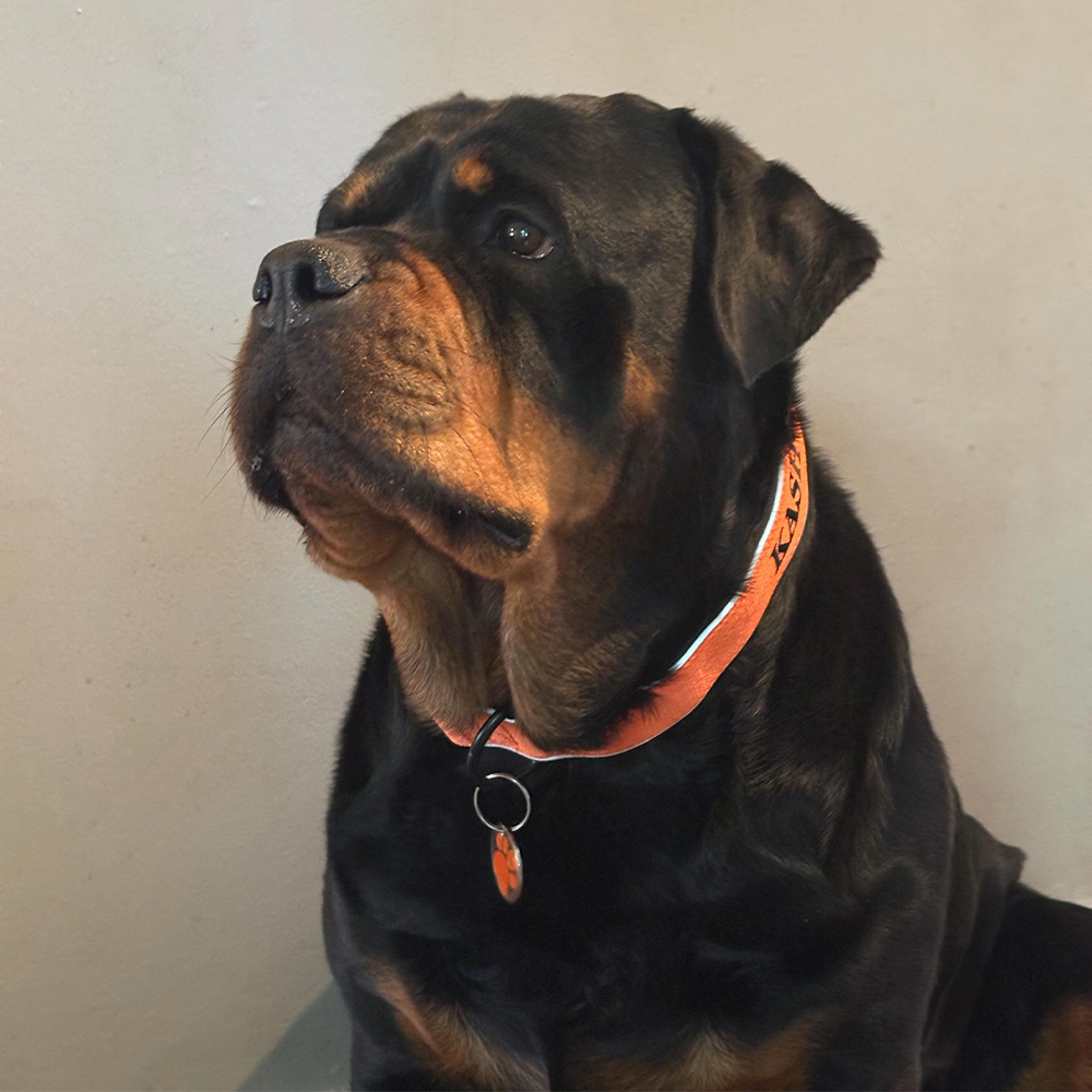 Personalized Embroidered Dog Collar & Leash Set | BKPet434