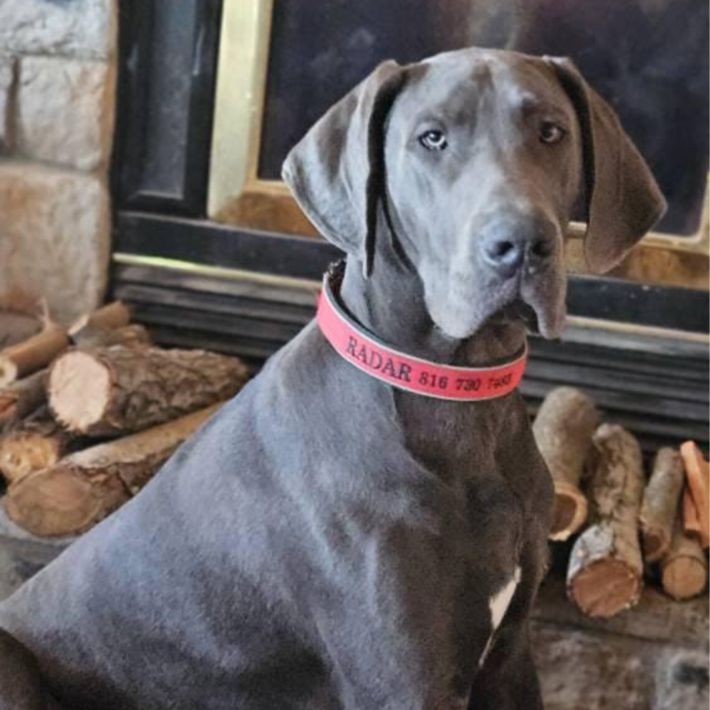 Personalized Embroidered Dog Collar & Leash Set | BKPet434