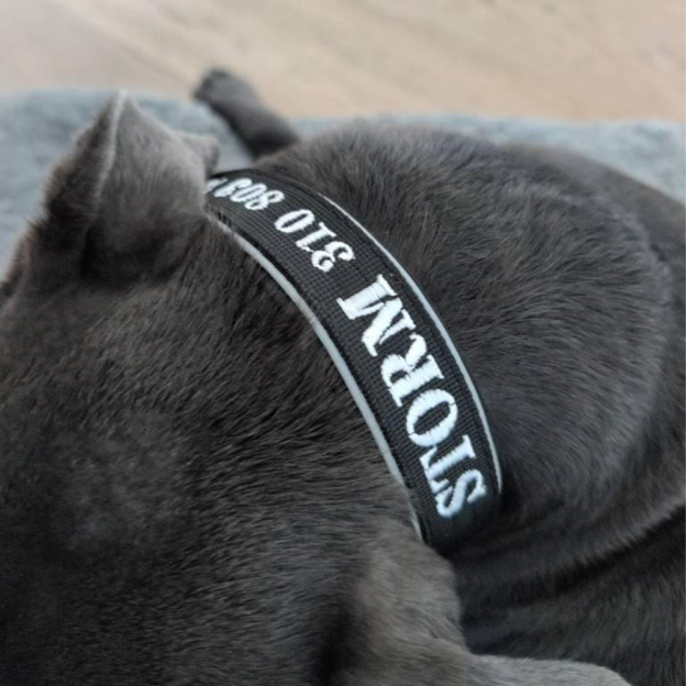 Personalized Embroidered Dog Collar & Leash Set | BKPet434