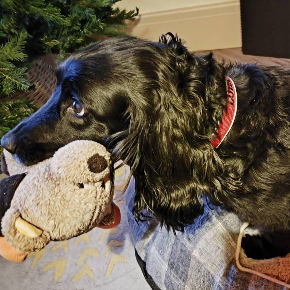 Personalized Embroidered Dog Collar & Leash Set | BKPet434