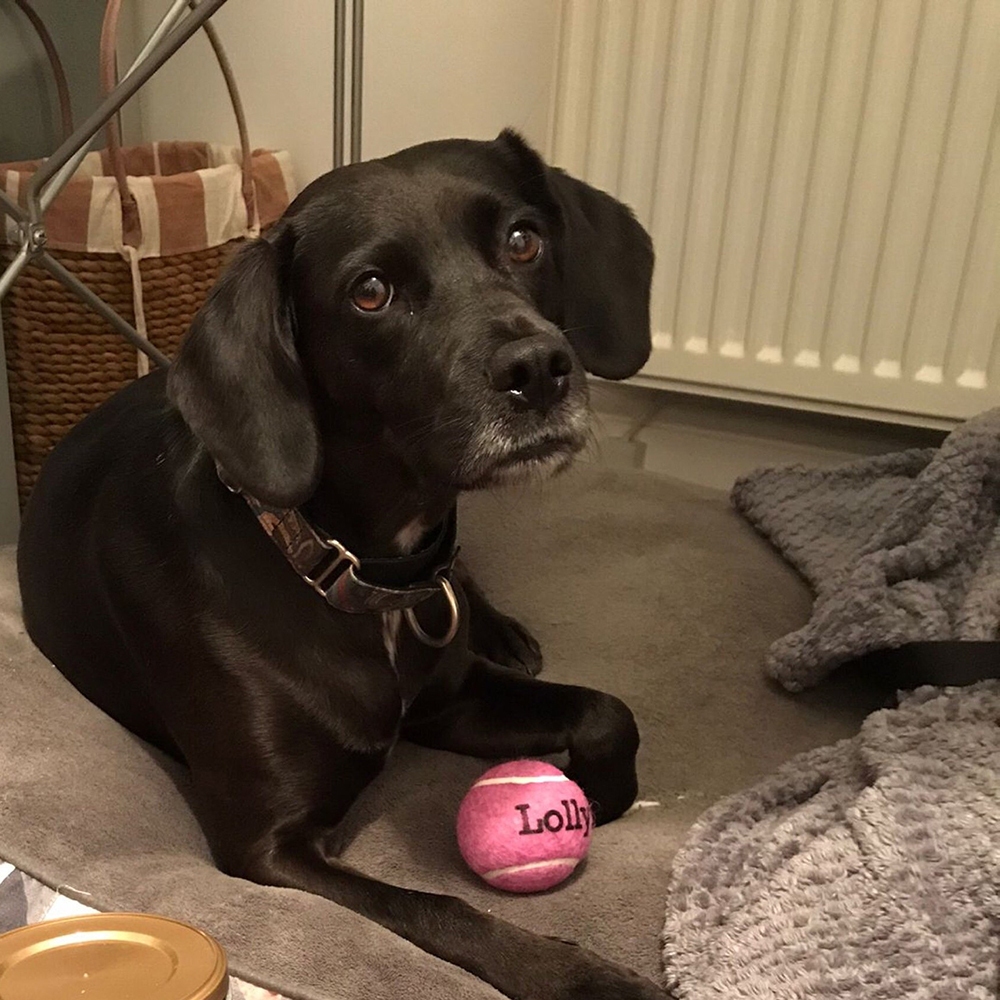 Personalized Pet Tennis Ball Toy | BKPet137