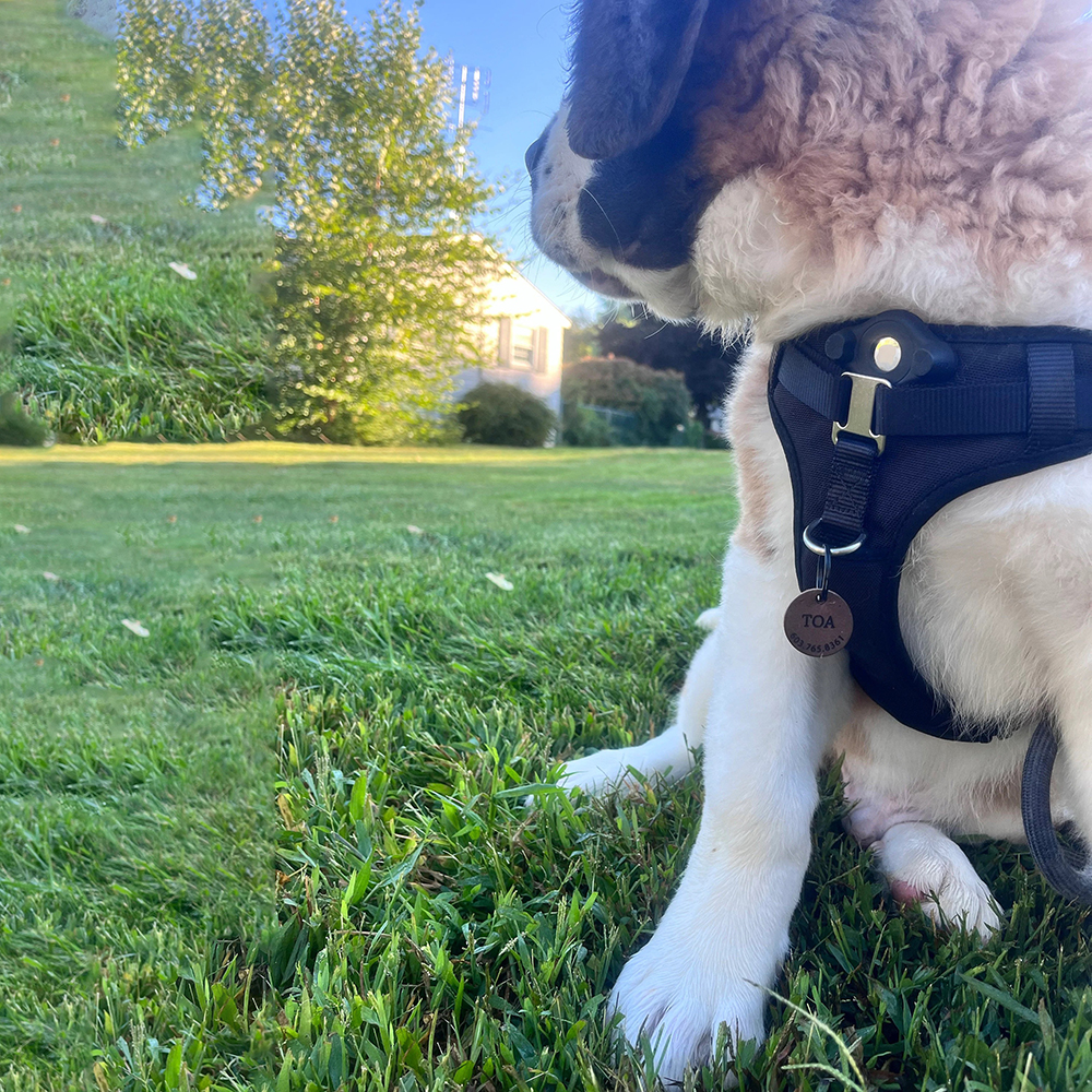 Personalized Handmade Silent Leather Pet ID Tag | BKPet145