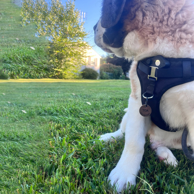 Personalized Handmade Silent Leather Pet ID Tag | BKPet145