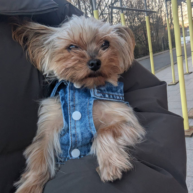 Personalized Hand Embroidery Pets Denim Jacket | BKPet2601