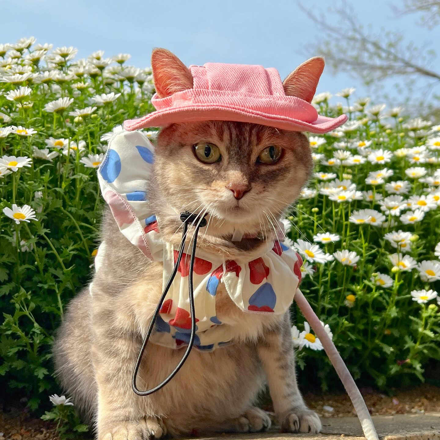 Personalized Embroidery Adjustable Pet Sun Bucket Hat | BKPet183