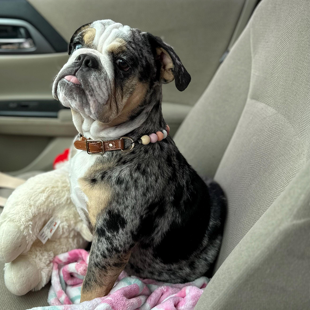 Personalized Handmade Beaded Adjustable Buckle Dog Collar | BKPet221