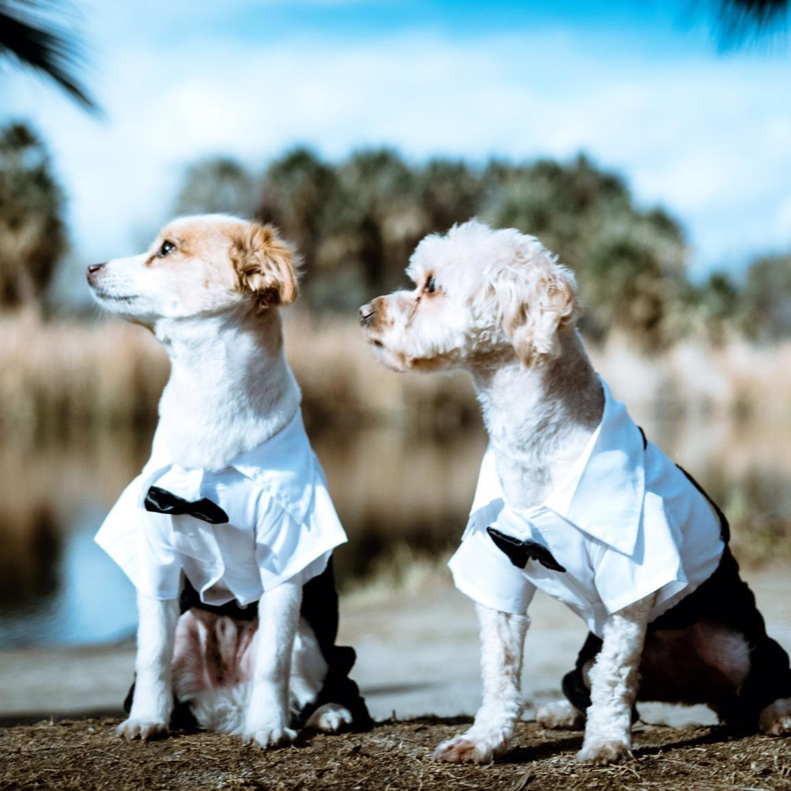 Personalized Pet Tuxedo Wedding Outfit | BKPet261