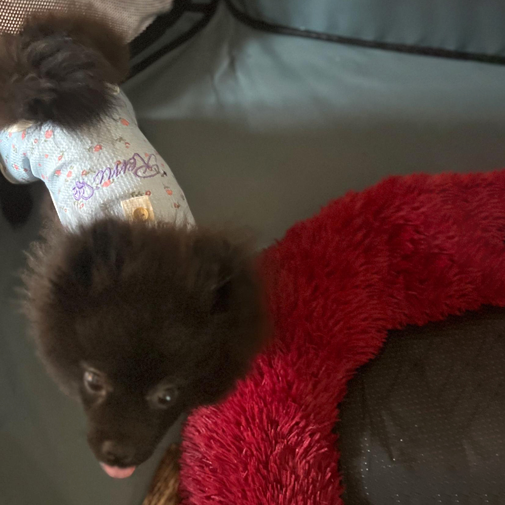 Personalized Embroidery Pet Cozy Cotton Sleepwear Pajamas | BKPet397