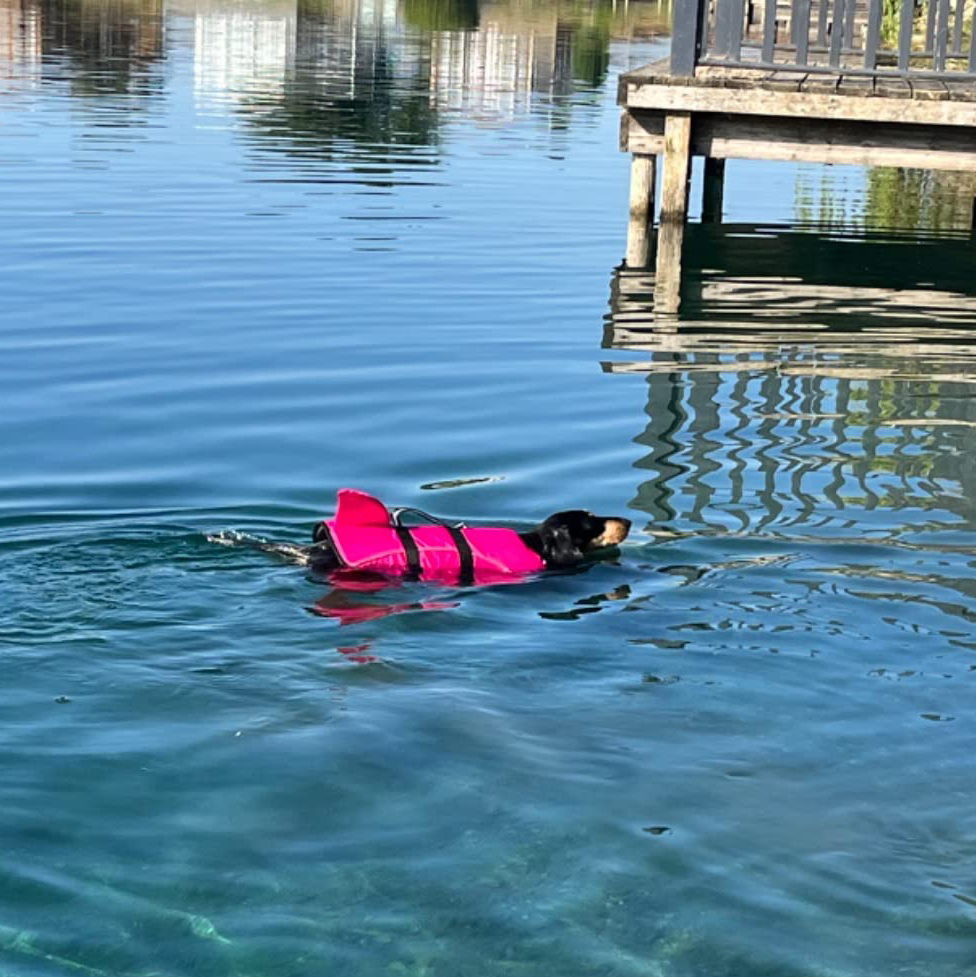 Personalized Pet Swimming Buoyancy Reflective Safety Shark Vest | BKPet407