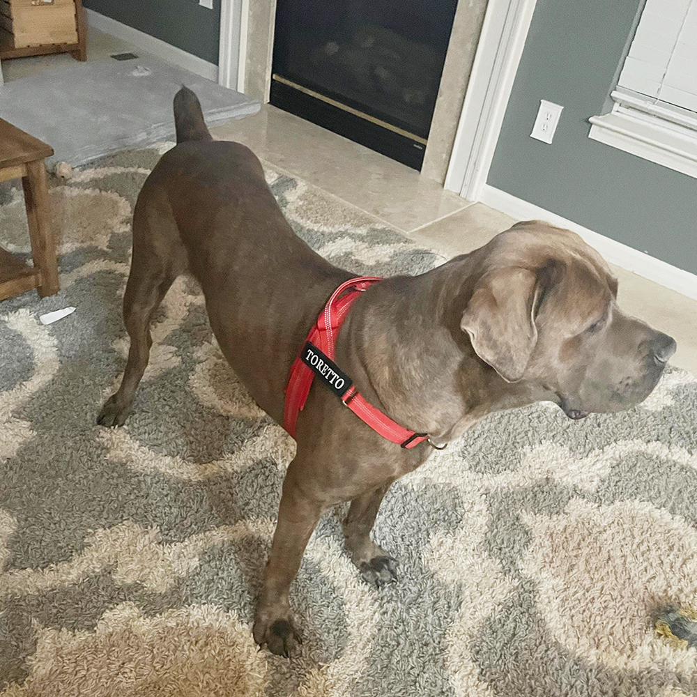 Personalized Embroidered Dog Harness & Leash Set | BKPet462