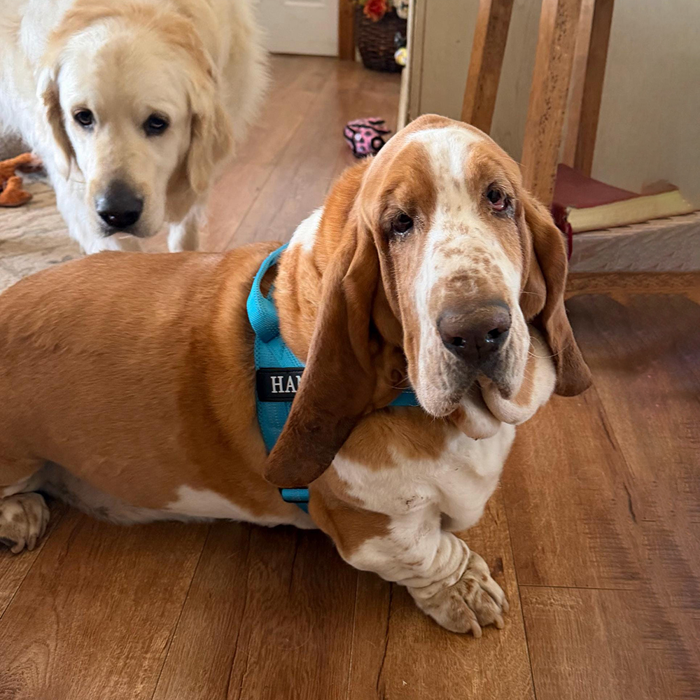 Personalized Embroidered Dog Harness & Leash Set | BKPet462