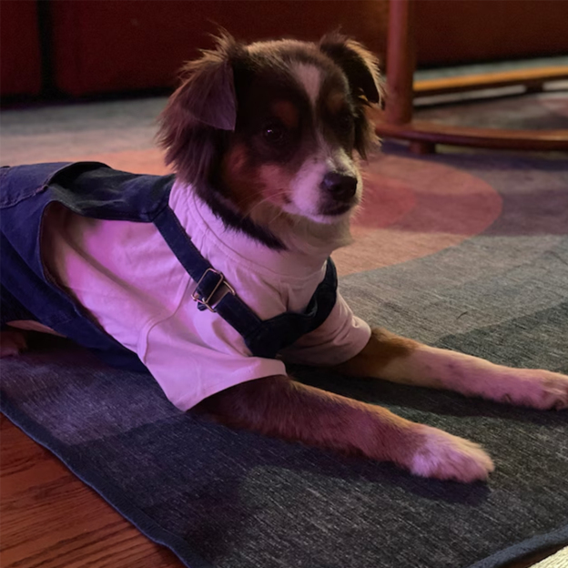 Personalized Leather Patch Pets Classic Overall Dungarees | BKPet56