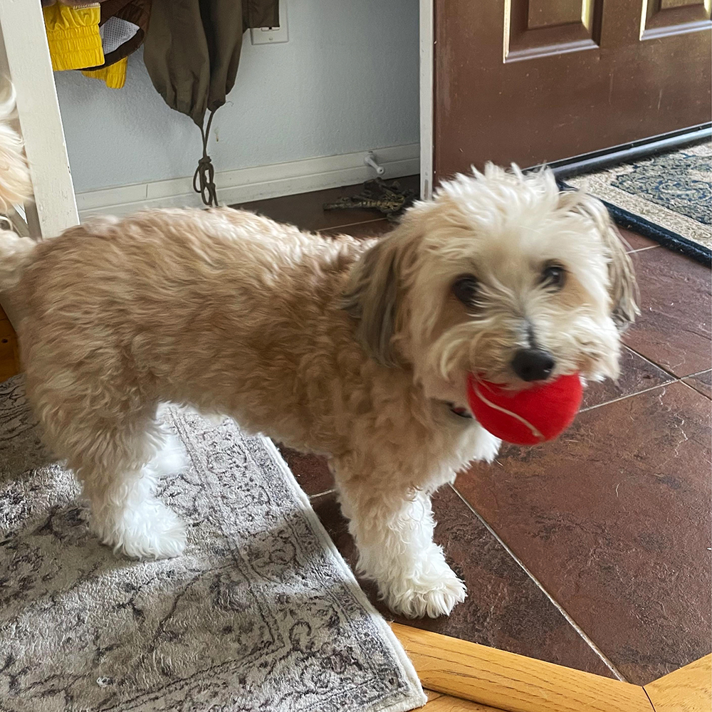 Personalized Pet Tennis Ball Toy | BKPet137