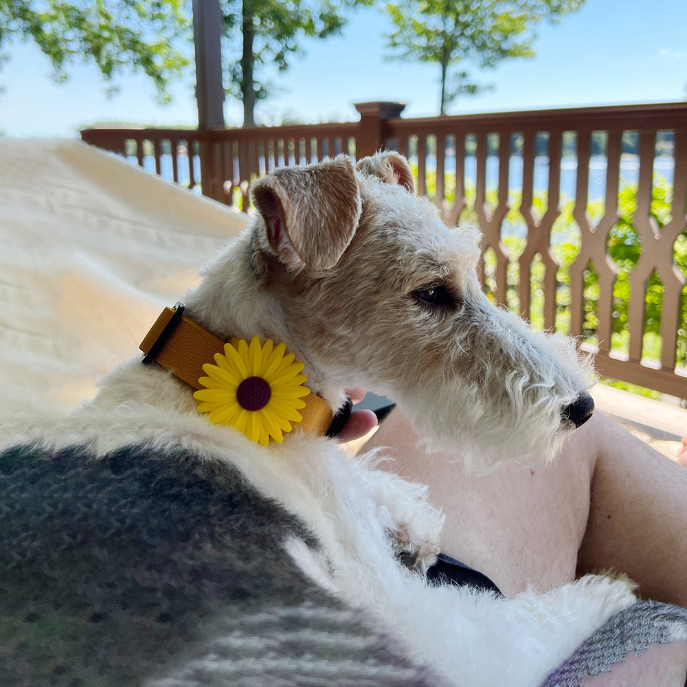 Personalized Pet Apple Air Tag Holder for Dog Collar | BKPet165