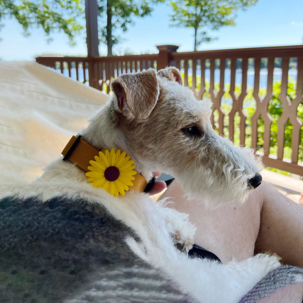 Personalized Pet Apple Air Tag Holder for Dog Collar | BKPet165