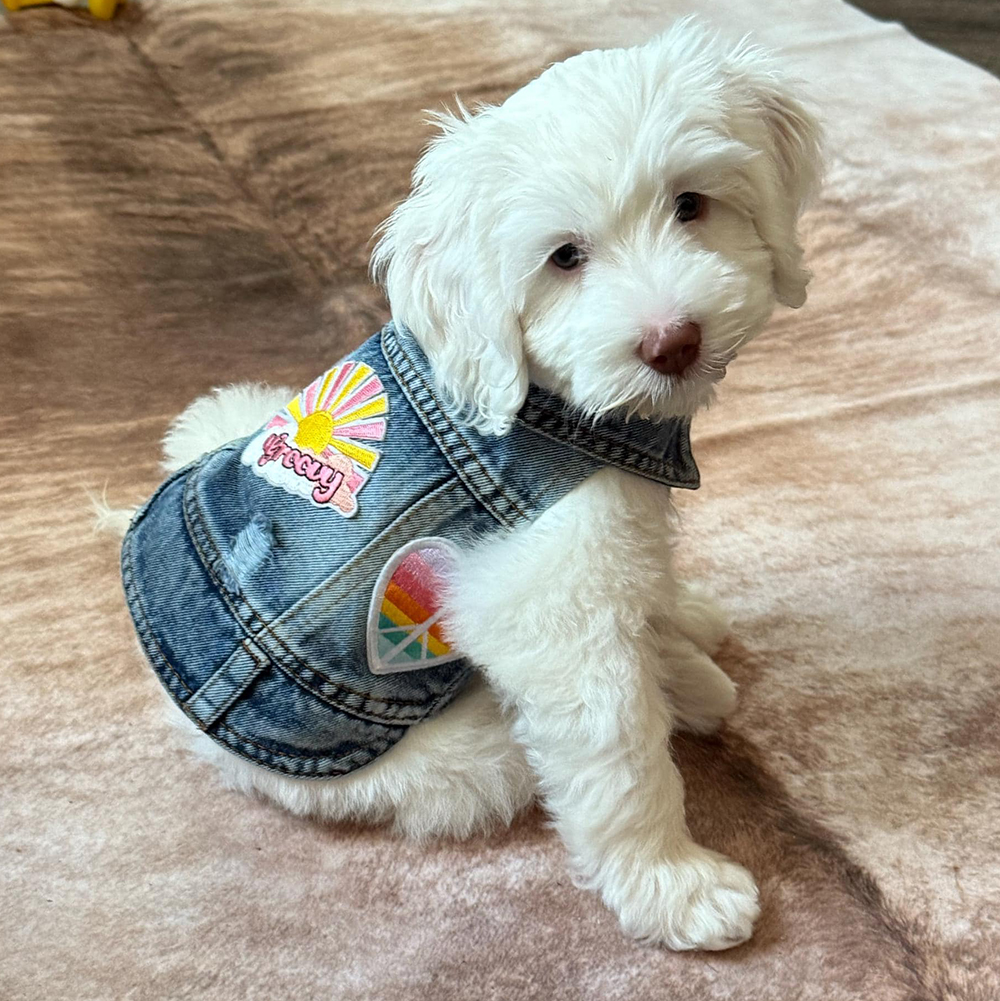 Personalized Hand Patch Pets Denim Jacket for Comfort and Unique | BKPet262