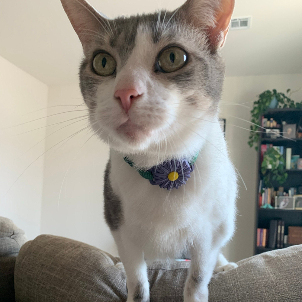 Personalized Pet Apple Air Tag Holder for Dog Collar | BKPet165