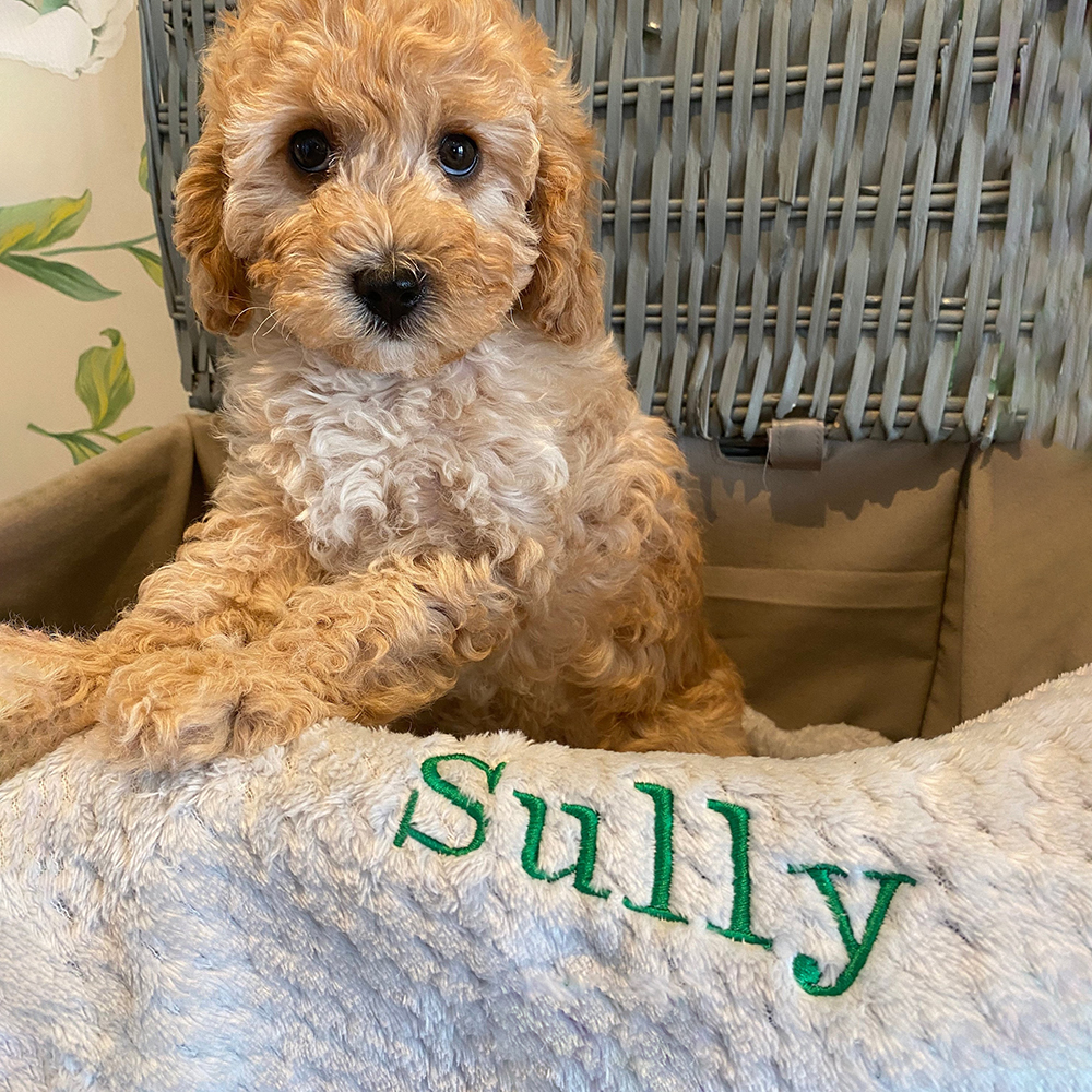 Personalized Embroidered Pet Soft Waffle Blanket | BKPet197
