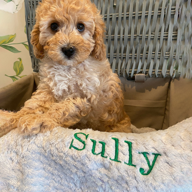 Personalized Embroidered Pet Soft Waffle Blanket | BKPet197
