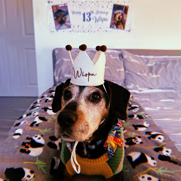 Personalized Embroidered Pet Felt Birthday Crown | BKPet443