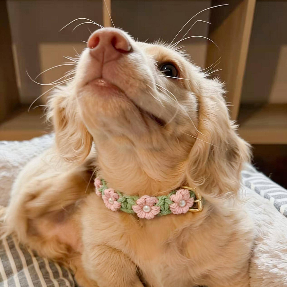 Personalized Handmade Macrame Flowers Pet Collar | BKPet457