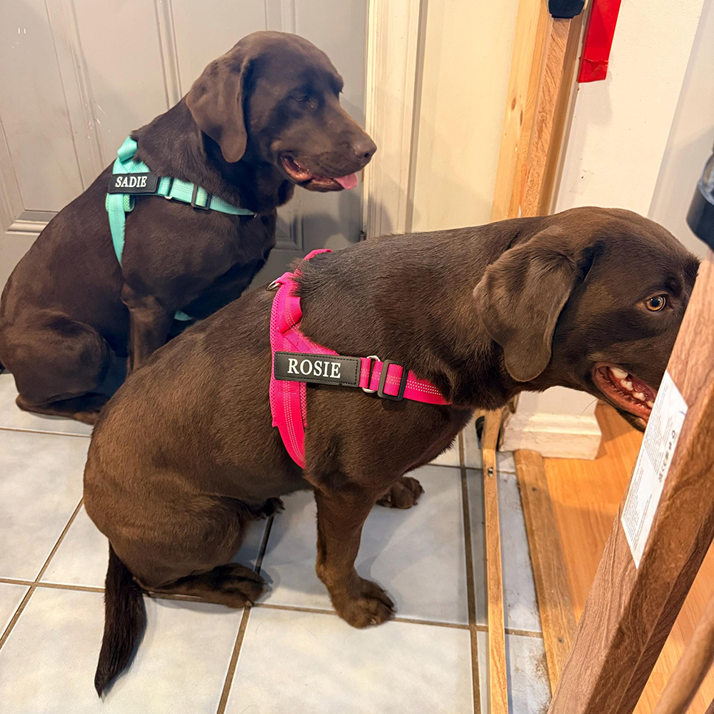 Personalized Embroidered Dog Harness & Leash Set | BKPet462