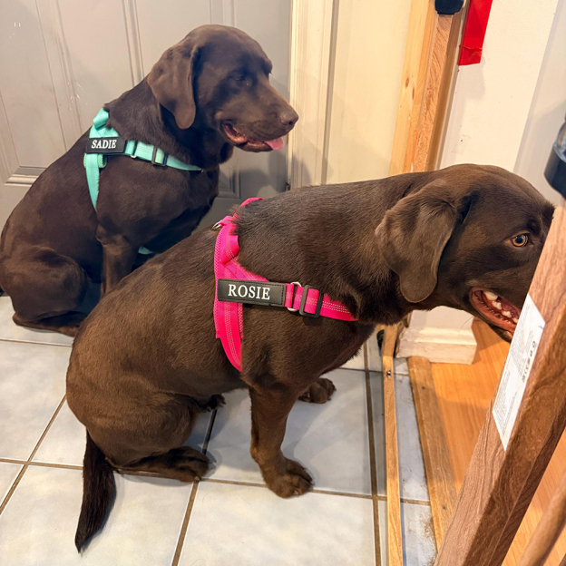 Personalized Embroidered Dog Harness & Leash Set | BKPet462