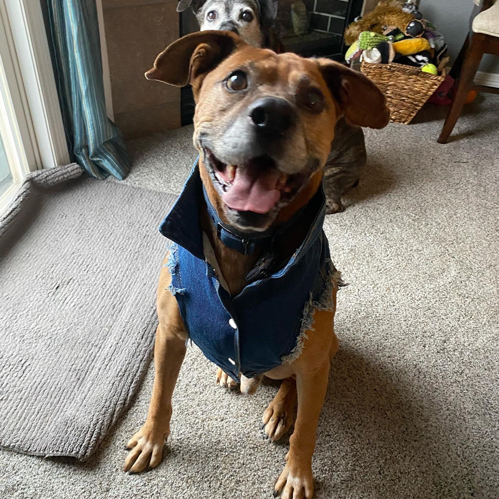 Personalized Handmade Pearl Patch Pets Denim Jacket | BKPet219