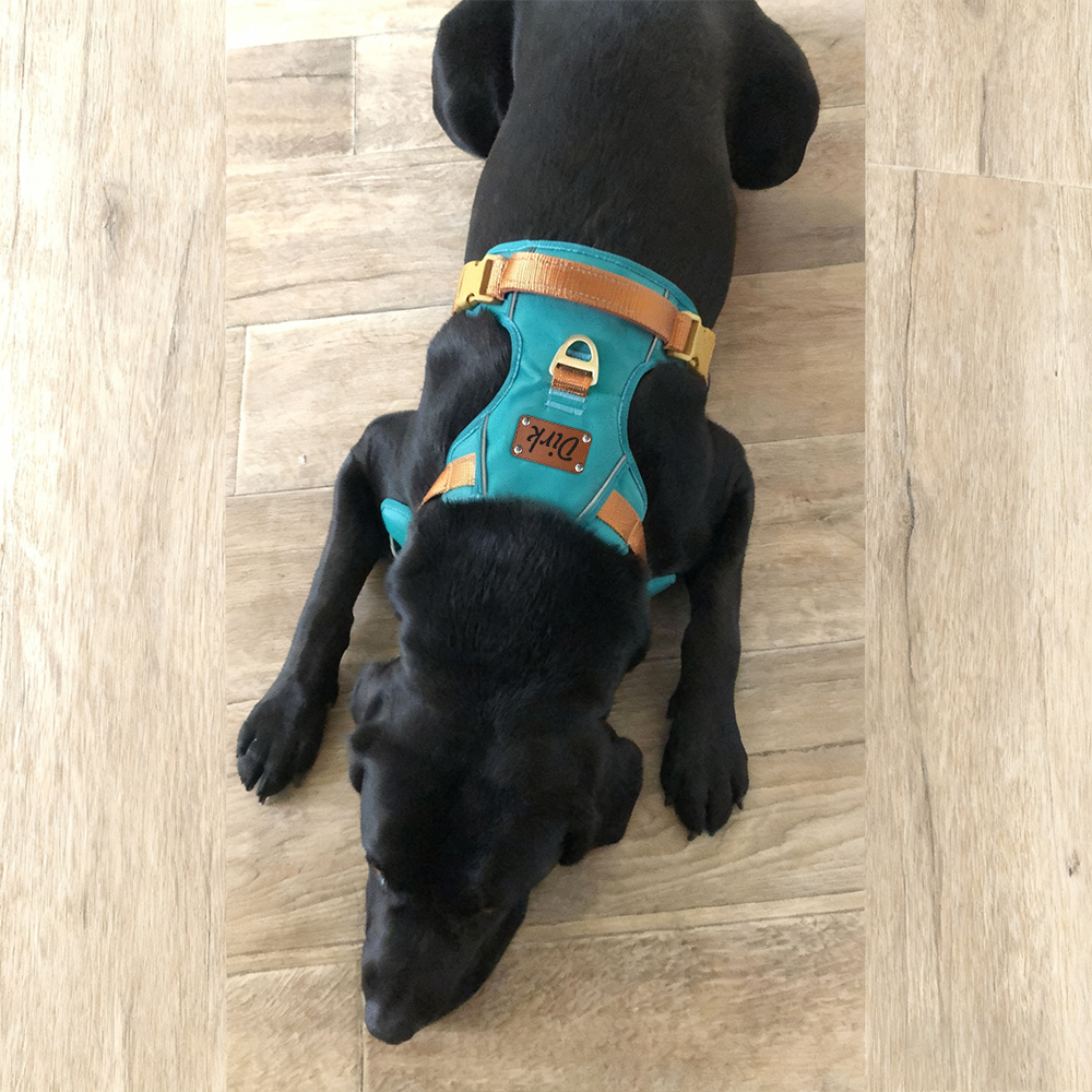 Personalized Night Reflective Luxury Puppy Harness | BKPet237